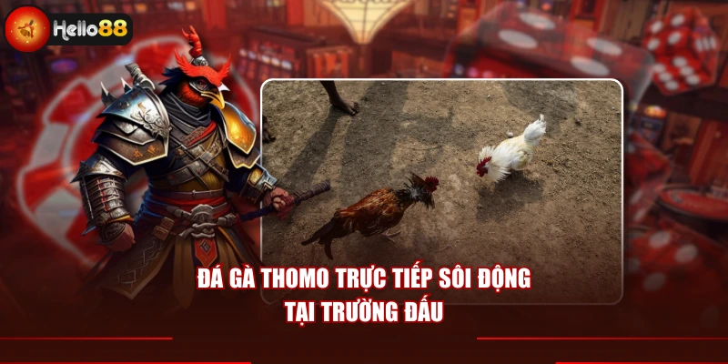 Đá gà Thomo trực tiếp sôi động tại trường đấu